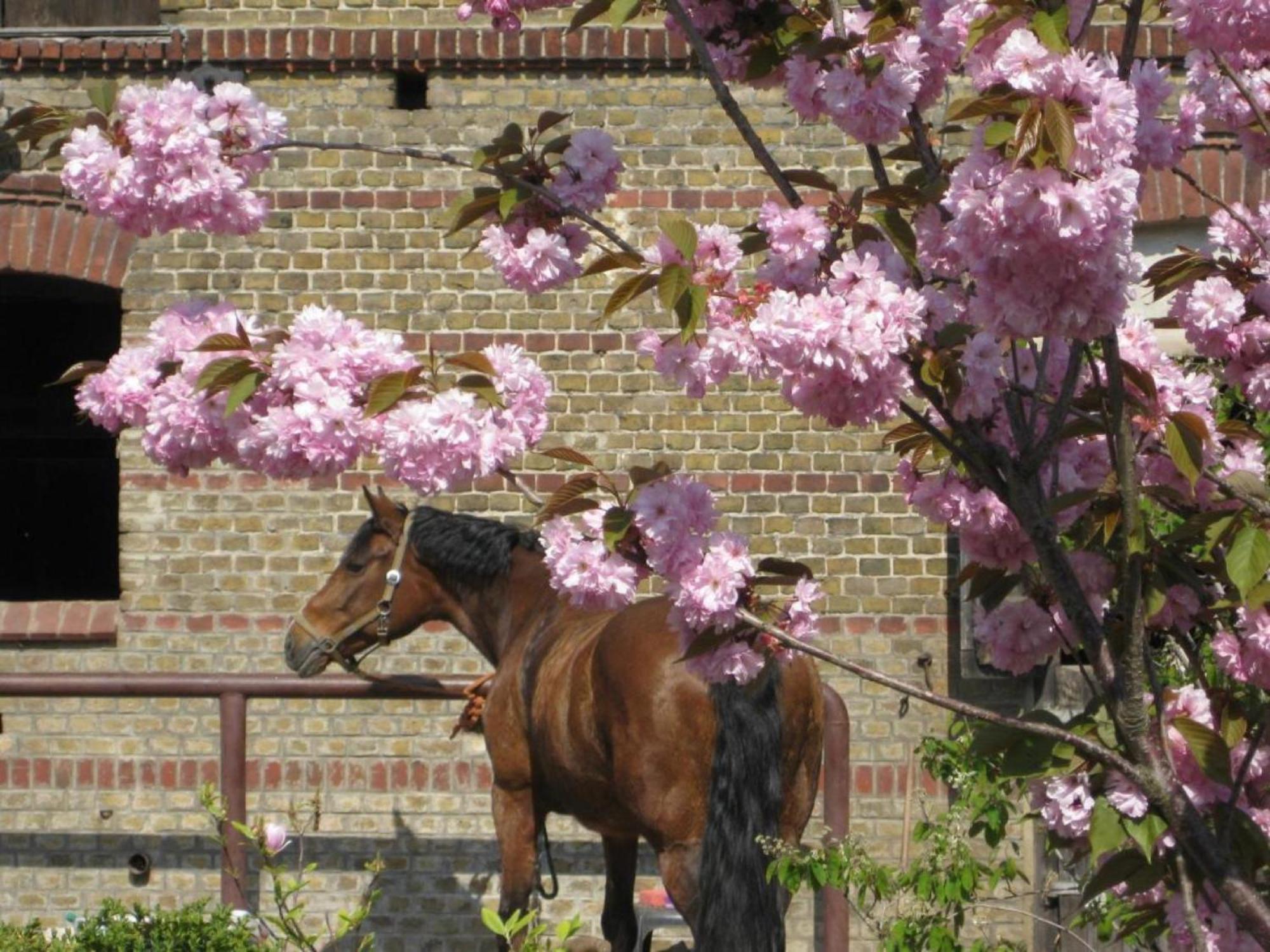 Ferienwohnungen Luisenhof Paretz ภายนอก รูปภาพ